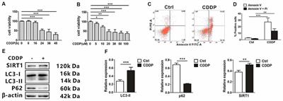 Sirtuin 1 and Autophagy Attenuate Cisplatin-Induced Hair Cell Death in the Mouse Cochlea and Zebrafish Lateral Line